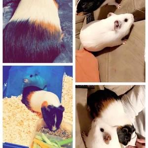 Meet your Posher, Gerson